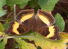 Butterflies Kenya