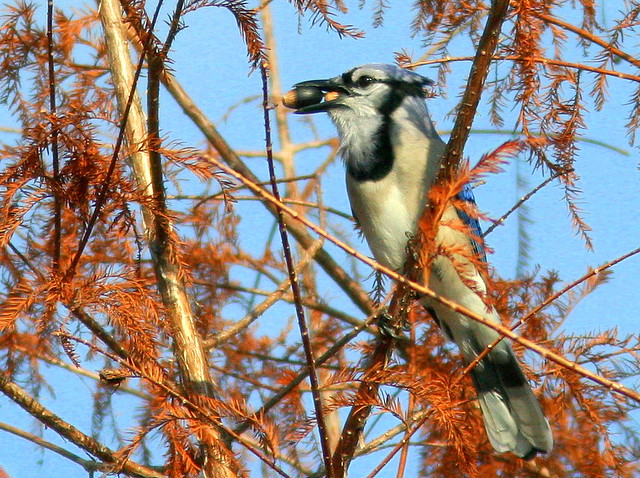 Blue Jay with acorns 20110105