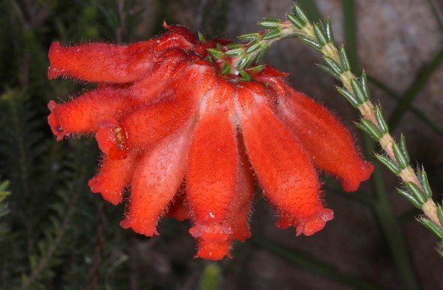 Erica cerinthoides red hairy