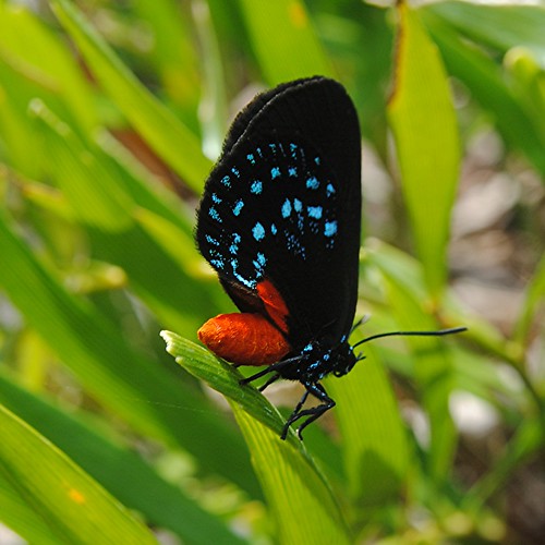 A rare find... the glorious colors of the almost extinct Atala butterfly