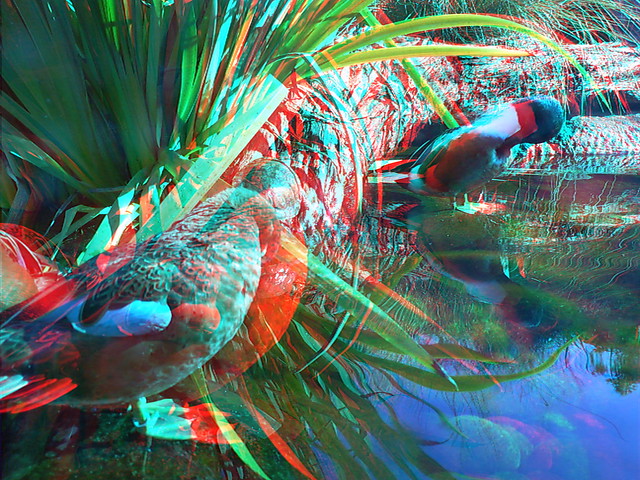3D Anaglyph photos from around San Diego Zoo These were taken with the 