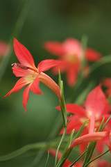 African Gladiolus Species