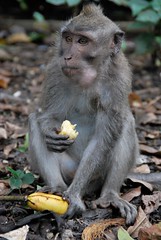 Sacred Monkey Forest - Ubud , Bali