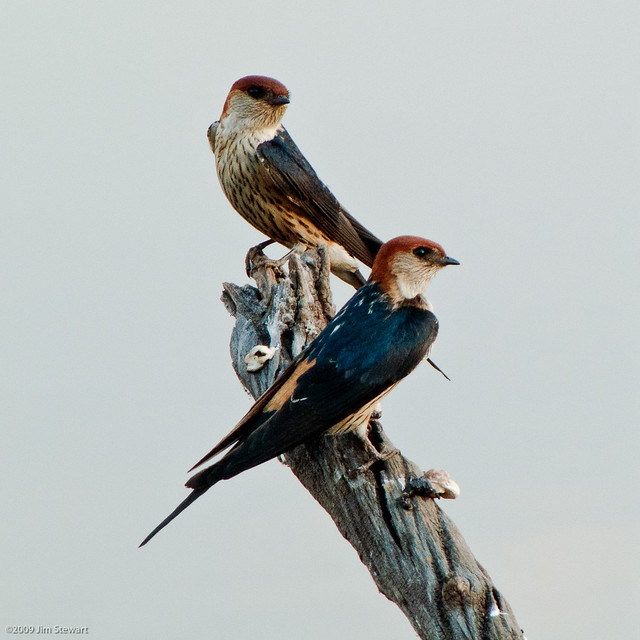 Greater Striped Swallows