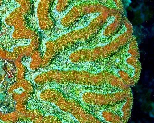 Knobby Cactus Coral, Belize