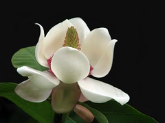 FLORA (Magnoliales)