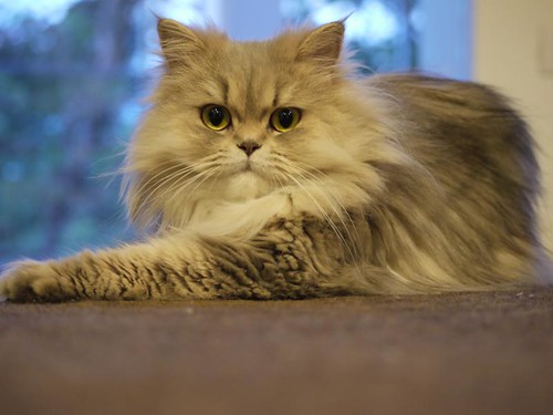 Grey Persian Cat - Chilerito