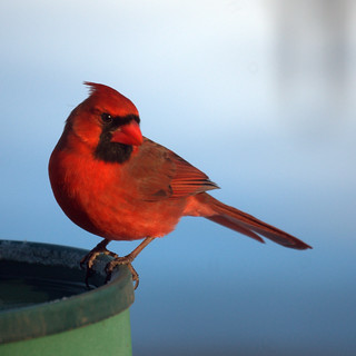 Northern Cardinal at the bird bath
