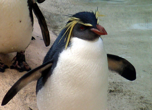 4637 Penguins, London Zoo by nrssmith