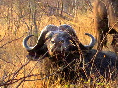Soutn Africa, Safari. Buffalo