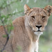 Etosha lioness