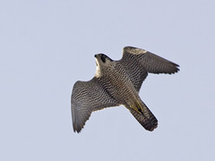 Vandrefalk (Peregrine Falcon)