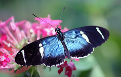 Sara longwing butterflies
