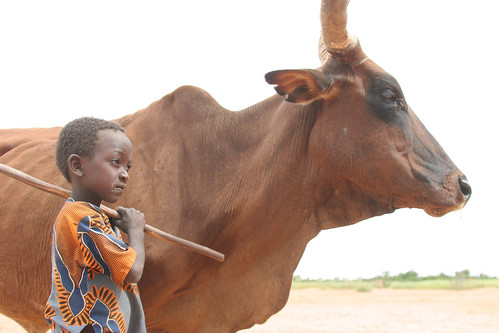 Boy and cow in Niger