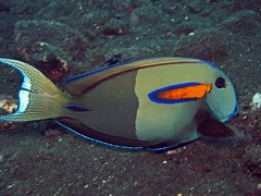 Angelfishes, Surgeonfishes & Butterflyfishes