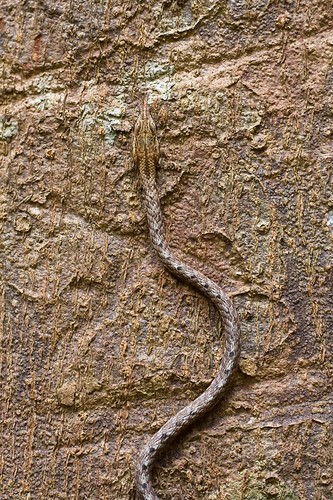 keel-bellied whip snake (Dryophiops rubescens)