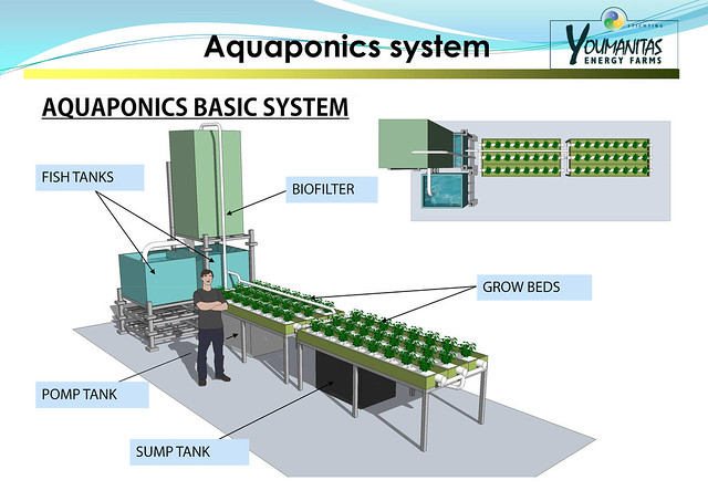 Dutch Aquaponics basic system explanation
