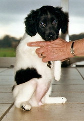 Once I was a puppy