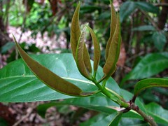 Oleaceae (Olive family)