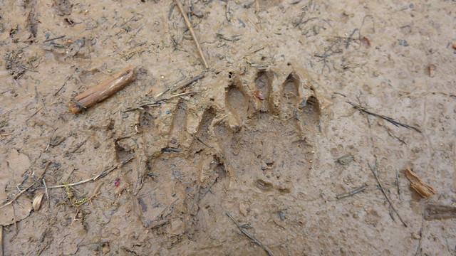 wild-boar-tracks-flickr-photo-sharing