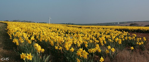Daffodil field near Chiverton Cross, Cornwall (panorama version) by Stocker Images