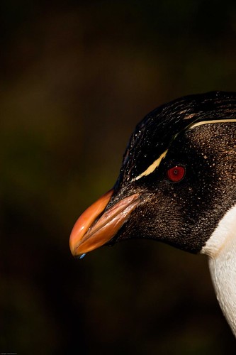 Rockhopper penguin by Derek Pettersson