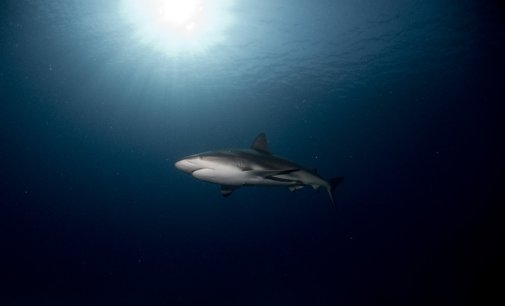 Buceo con tiburones en Cuba