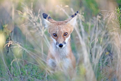 Sweet Pea(female fox)