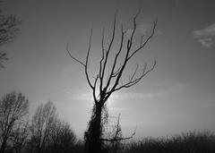 l'albero che vide troppi tramonti