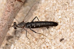 Diptera - Mydid flies