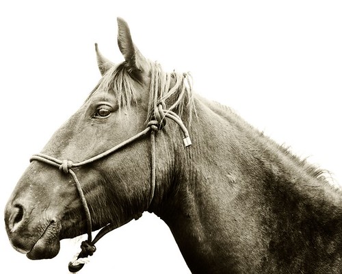 Horse and Halter photo