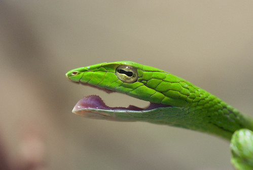  無料写真素材, 動物 , 爬虫類, 蛇・ヘビ, 笑顔・スマイル, オオアオムチヘビ  
