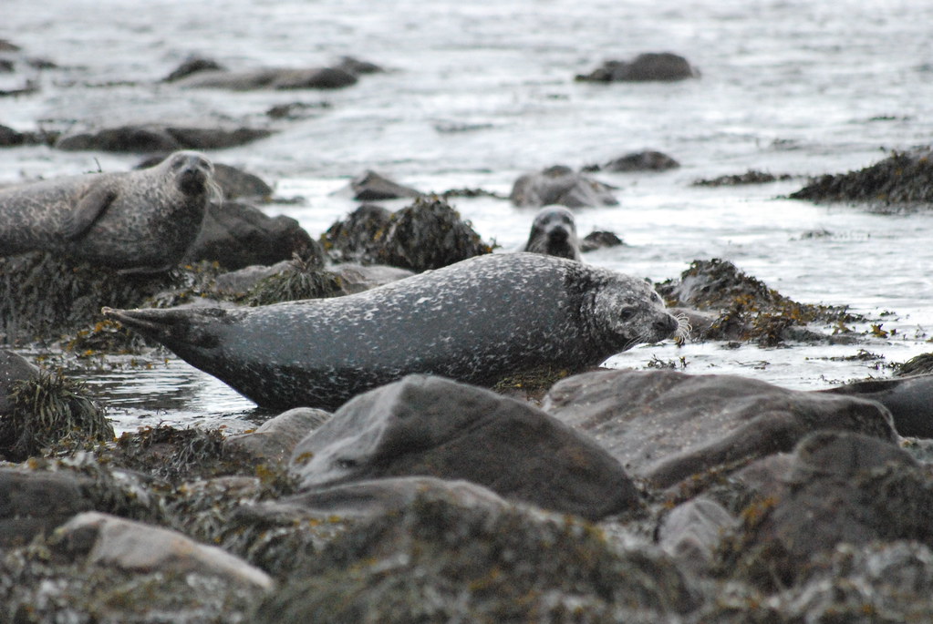 Grey seal, near Dunnet Head, Scotland