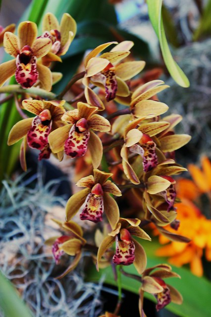 South Jersey Orchid Society (Cymbidium King Agate)