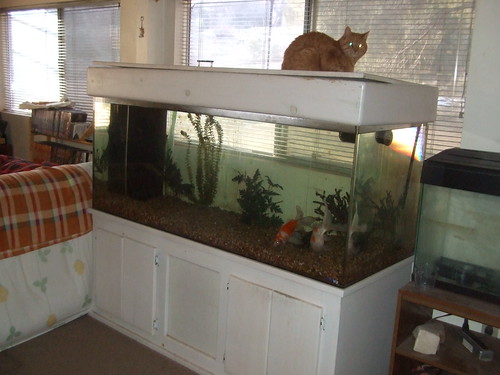 Spot on the fish tank