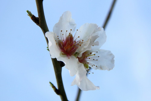Almond Flowers