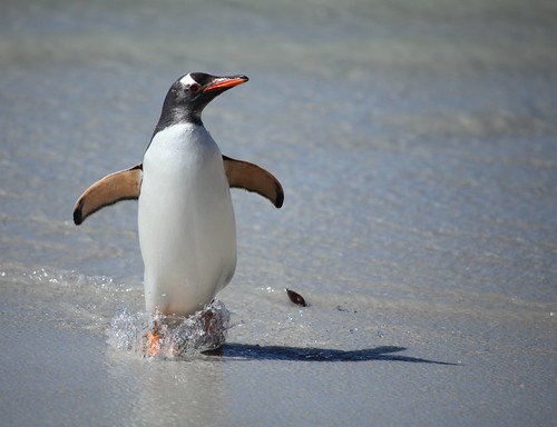Gentoo Penguin splashing on the beach by Liam Q