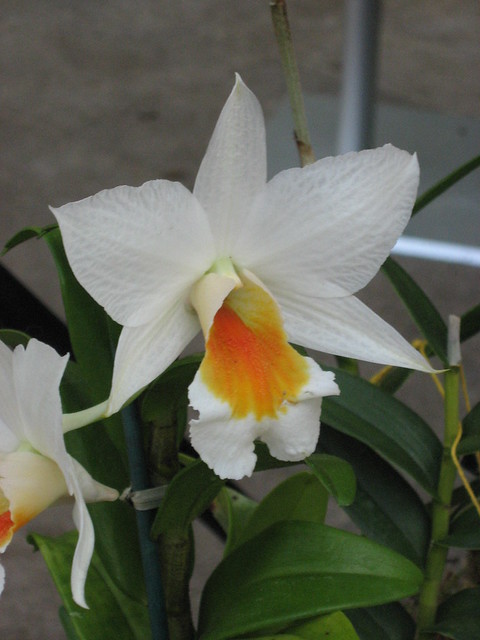Dendrobium Judith Nakayama