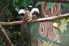 ביקור בגן החיות התנכ"י, אפריל 2014