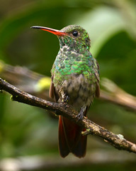 Colombia Birds