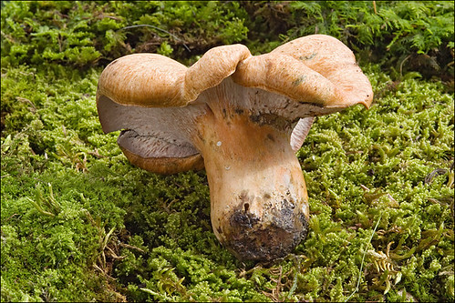 Гипомицес кирпично-красный (Hypomyces lateritius)Photo by Amadej Trnkoczy  on Flickr Автор фото: Amadej Trnkoczy (Slovenija)