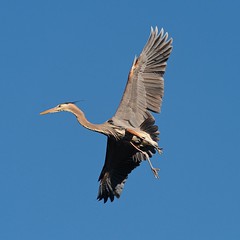 Great Blue Heron of Stow Lake 2011