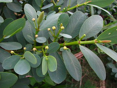 Euphorbiaceae (Spurge family)