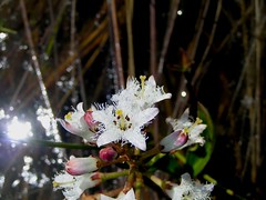 Menyanthes trifoliata / Buckbean