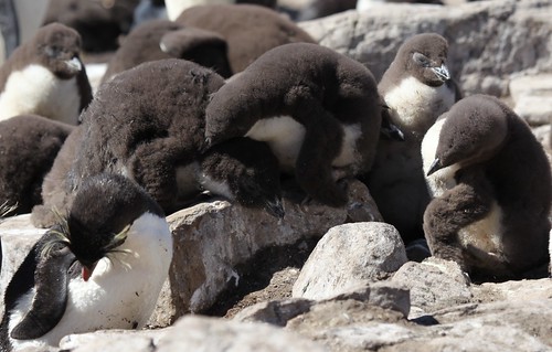 Rockhopper Penguin Chicks