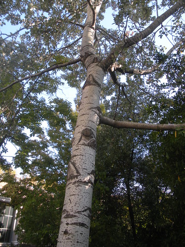 Populus alba ´pyramidalis´ (White Poplar) (Ã?lamo blanco) 