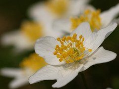 Close-up - Flora 