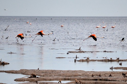 flamingos flying away...