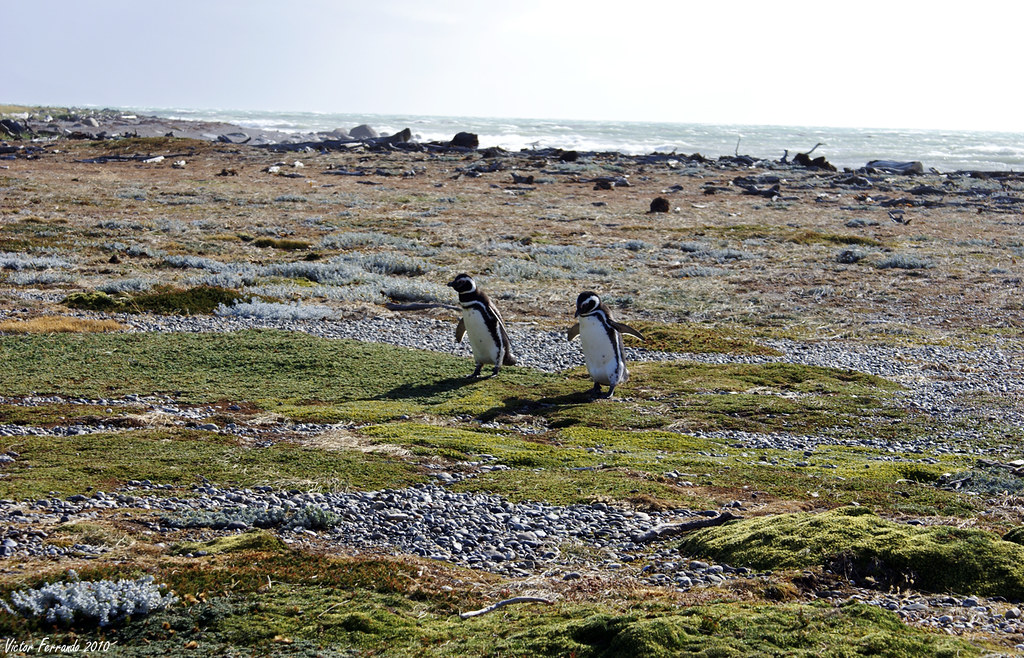 Pinguinera Seno Otway - Punta Arenas - Patagonia