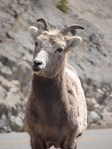 Nosy Old Goat, Alberta